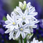 Russian Snowdrop Puschkinia Bulbs (size 05/06) | 200 x Bulbs