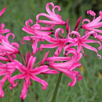 Amarine Garden Angels Collection - A Set Of 3 In 9cm Pots