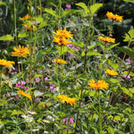 Jerusalem Artichoke 'fuseau' - Large Tubers | 10 x Bulbs | Brown