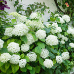 Hydrangea 'annabelle' White - Award-winning Large 30 Cm Blooms | 1 x 7.5L | White