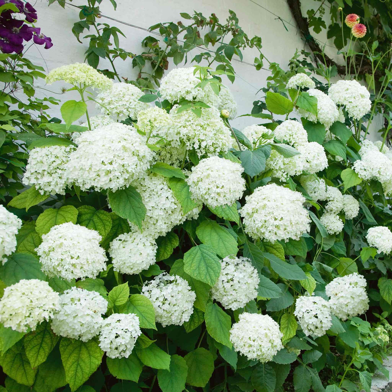 Hydrangea 'annabelle' White - Award-winning Large 30 Cm Blooms | 1 x 3L | White