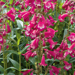 Penstemon 'pensham Amelia Jayne' Deep Pink Perennial For Borders & Containers | 3 x Jumbo Plugs | Deep Pink