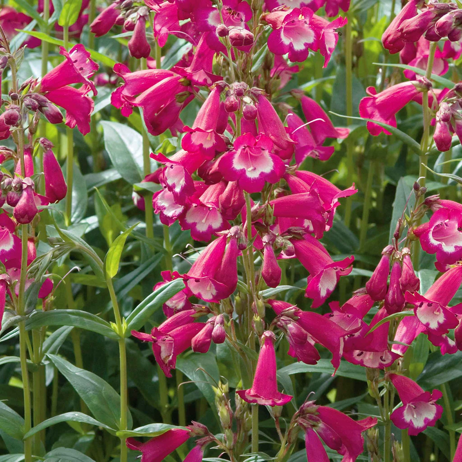 Penstemon 'pensham Amelia Jayne' Deep Pink Perennial For Borders & Containers | 3 x Jumbo Plugs | Deep Pink