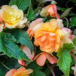 Begonia 'illumination Apricot Mix' - Apricot & Lemon Cascading Blooms 30cm | 60 x Pro Grower Plugs | Yellow