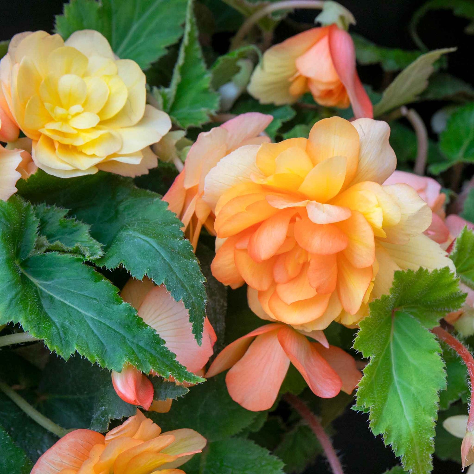 Begonia 'illumination Apricot Mix' - Apricot & Lemon Cascading Blooms 30cm | 60 x Pro Grower Plugs | Yellow