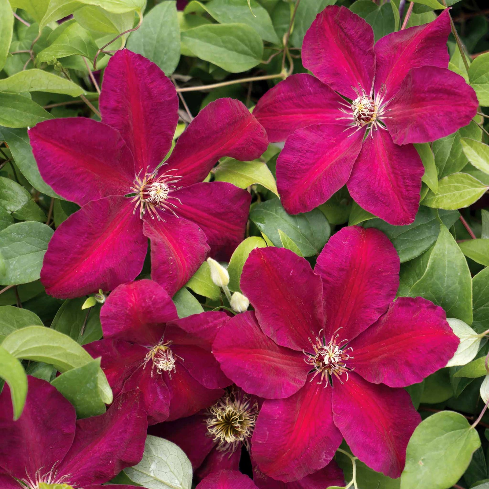 Clematis 'westerplatte' Maroon-red Climber | 1 x 2L | Purple & Green