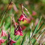 Hayloft Dierama Igneum - Pink Angels Fishing Rod Plants Set Of 3 In 7cm Pots