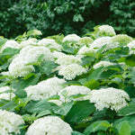 Hydrangea 'annabelle' White - Award-winning Large 30 Cm Blooms | 1 x 7.5L | White