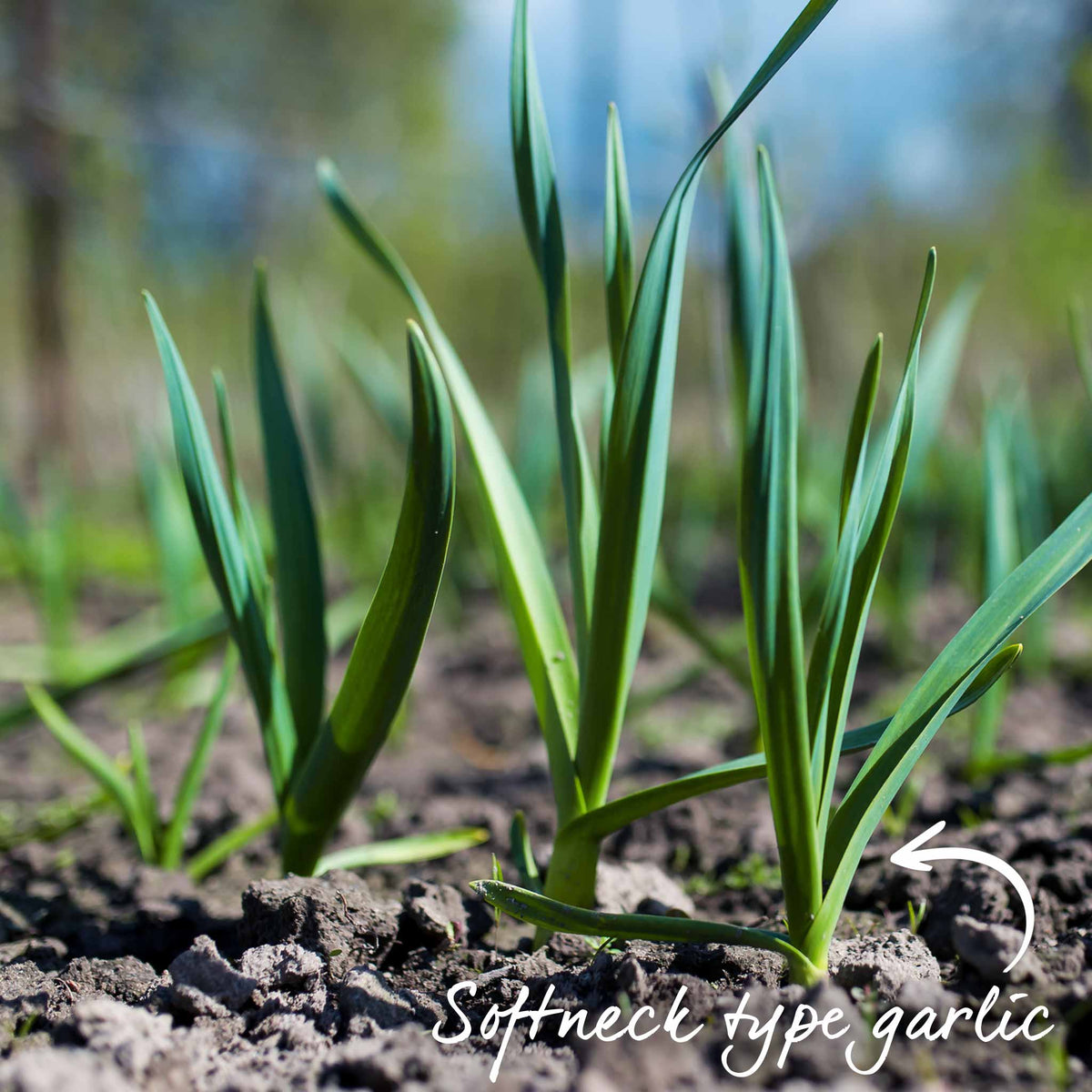 Pre-rooted Garlic 'mersley Wight' Softneck, Isle Of Wight, Pre-rooted Cloves | Set of 12 | Multi