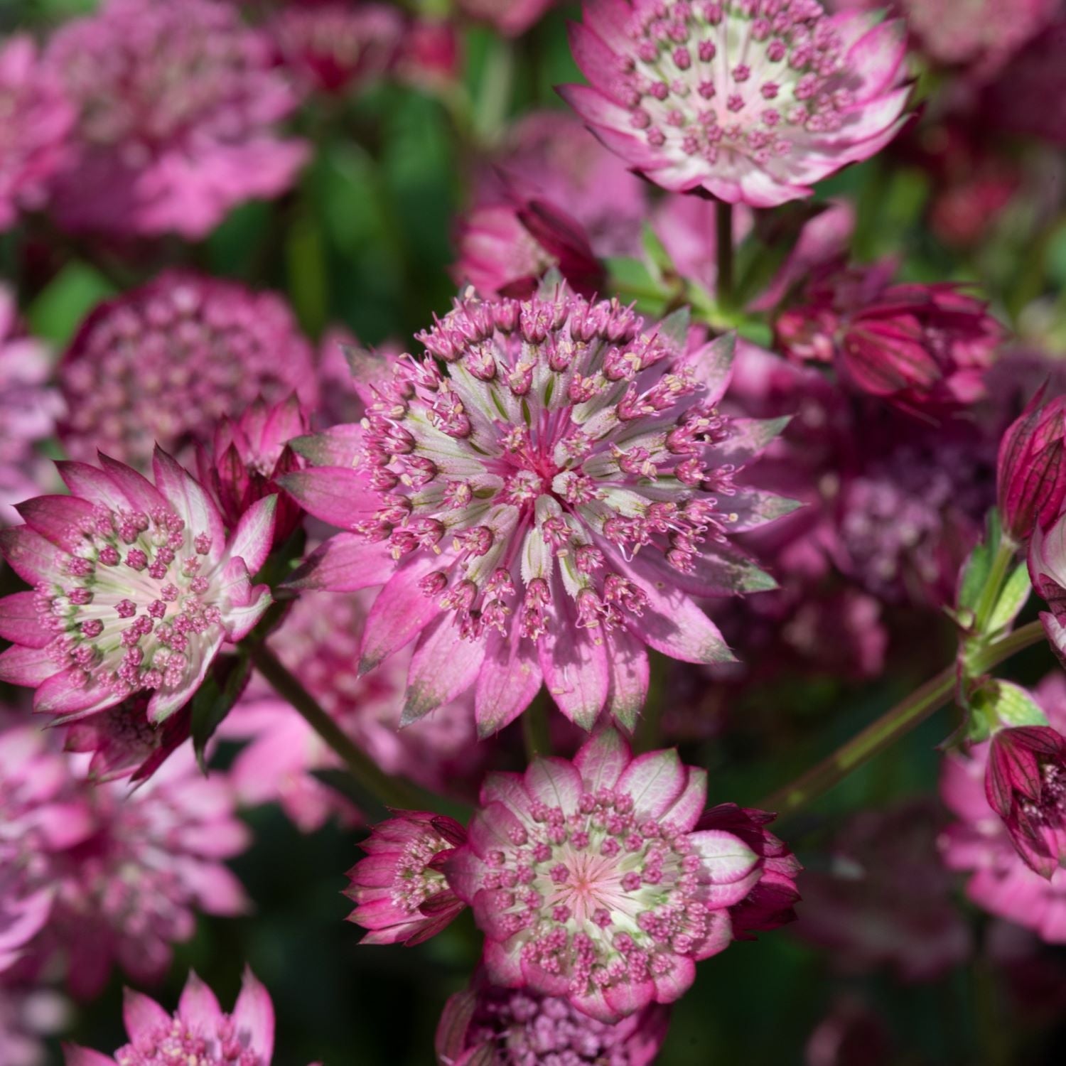 Astrantia 'button Cerise' - Cerise-pink Pincushion Perennial | 1 x 2L | Pink