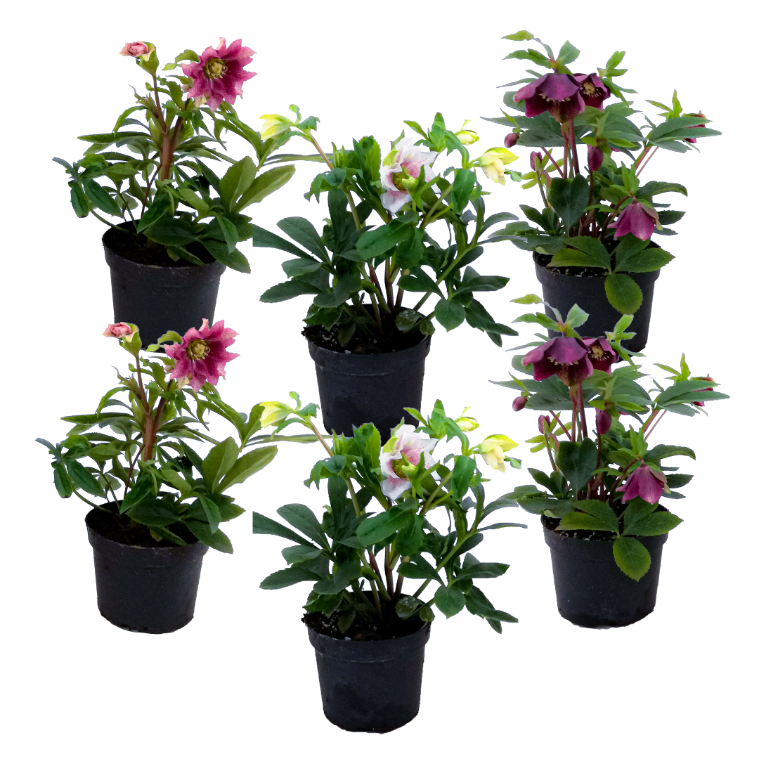 Lenten Rose - Helleborus Orientalis - Height 20-30cm - ⌀12cm | Set of 6 | Purple