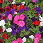 Petunia Frenzy Mirage Mixed Seedlings | 60 x Pro Grower Plugs | Multi