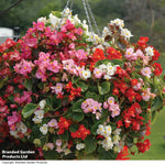 Begonia Lotto Mixed Garden Ready Plants | 24 x Garden Ready Plants