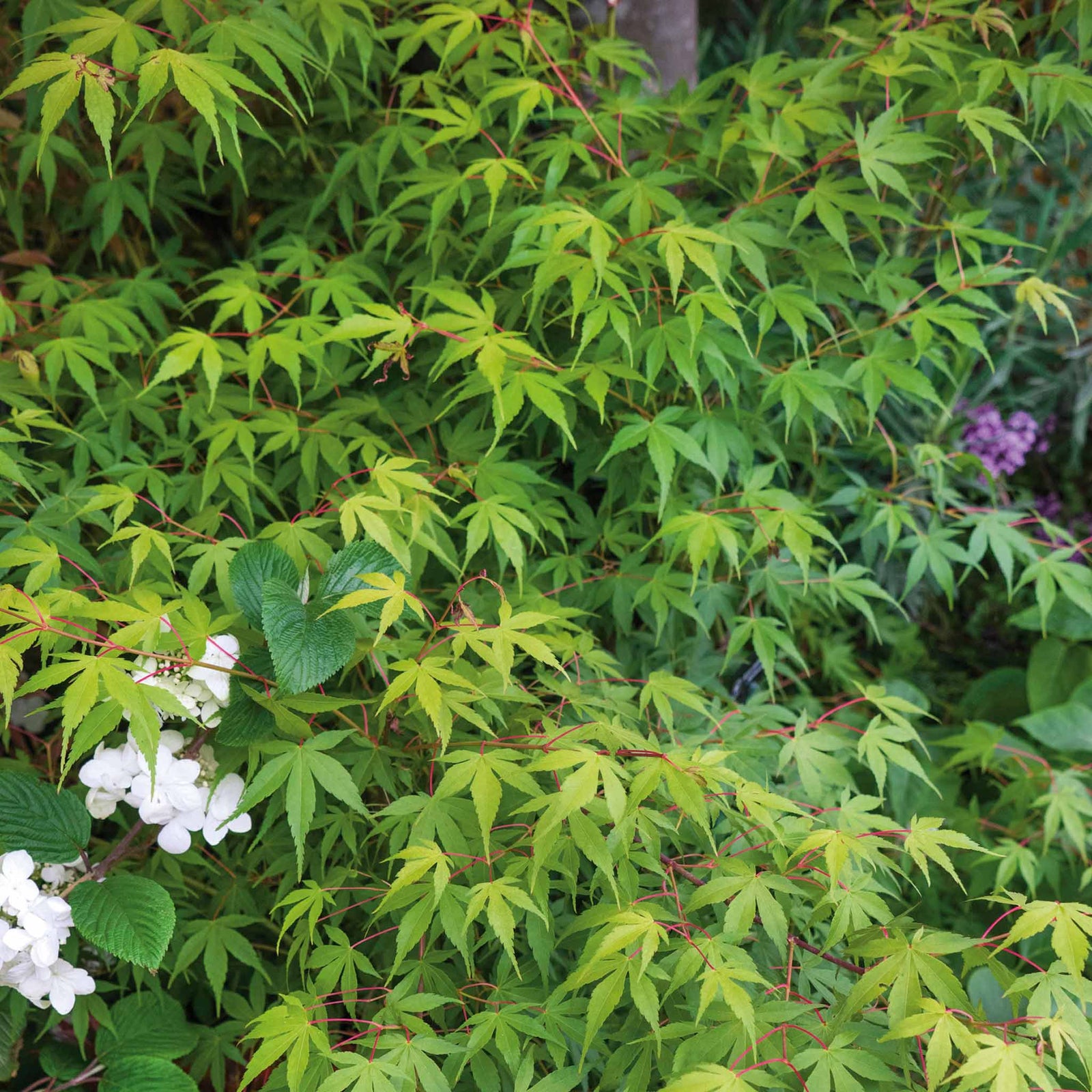 Acer Palmatum 'katsura' Japanese Maple - Ornamental | 3 x 7cm Plants