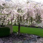 Malus Weeping Candied Apple Fruit Tree 6ft Tall Supplied In A 12 Litre Pot