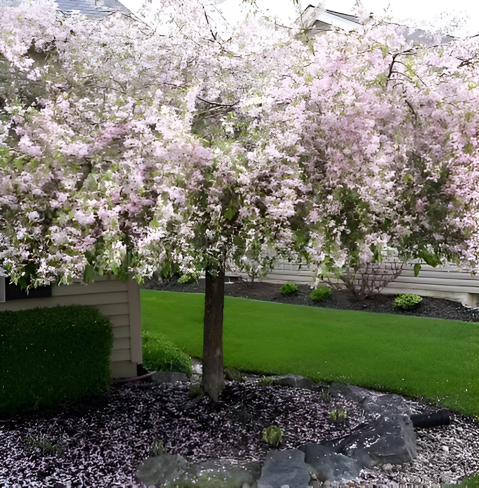 Malus Weeping Candied Apple Fruit Tree 6ft Tall Supplied In A 12 Litre Pot
