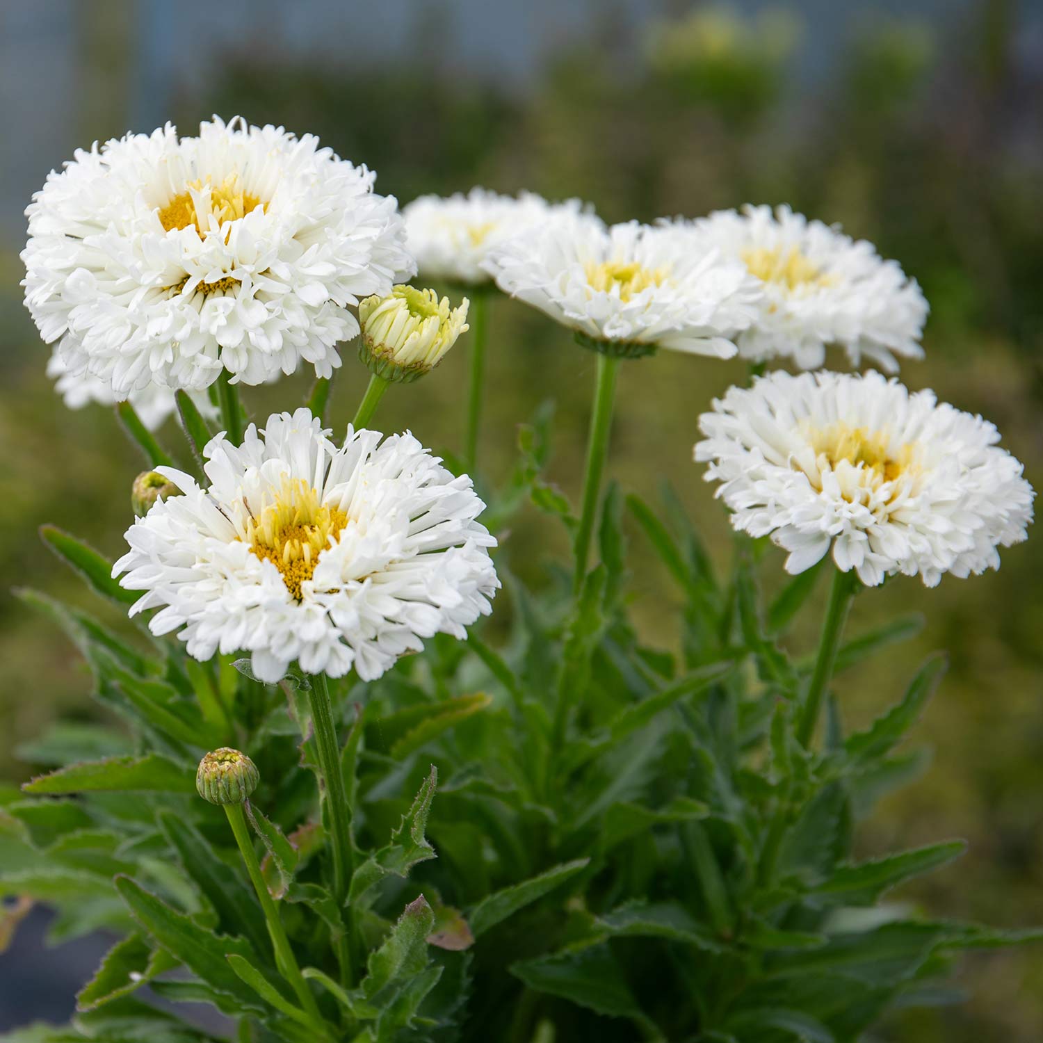 Leucanthemum 'real Snowball' Plant - 50cm Hardy Perennial | 1 x 2L | Green & White
