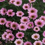 Argyranthemum Frutescens 'grandaisy Pink Halo' | Set-of-6 | Deep Pink