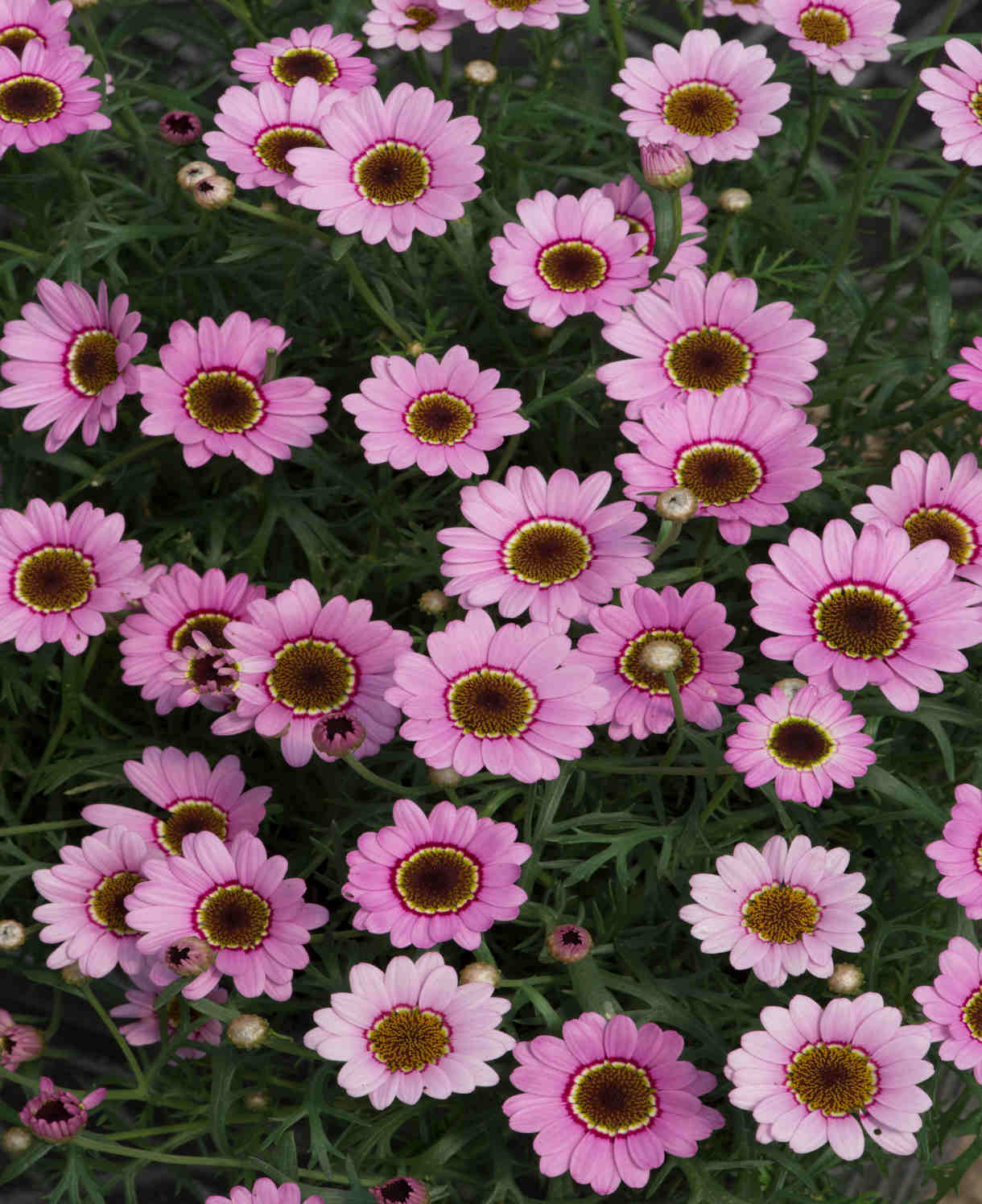 Argyranthemum Frutescens 'grandaisy Pink Halo' | Set-of-12 | Deep Pink