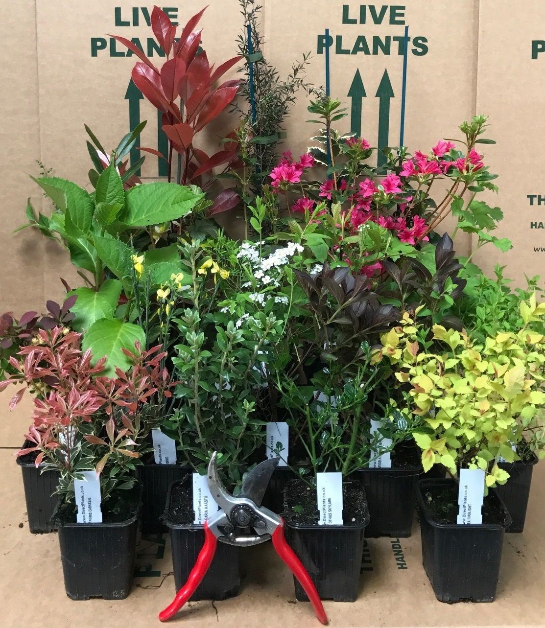 Mixed Garden Shrub Selection, Supplied In 9cm Pots | Set of 10