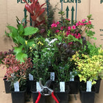 Direct Plants Mixed Garden Shrub Selection, Pack Of 5 Established Plants Supplied In 9cm Pots