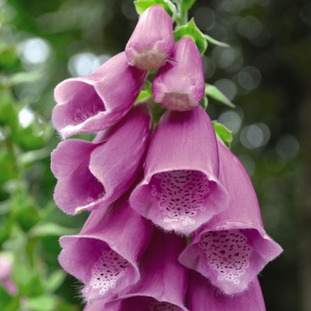 Thompson & Morgan Digitalis Excelsior Hybrids Garden Ready Plants In Pastel Shades X12