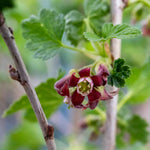 Jostaberry Standard Plant (spineless, Heavy-cropping Fruit Bush) | 1 x 2L