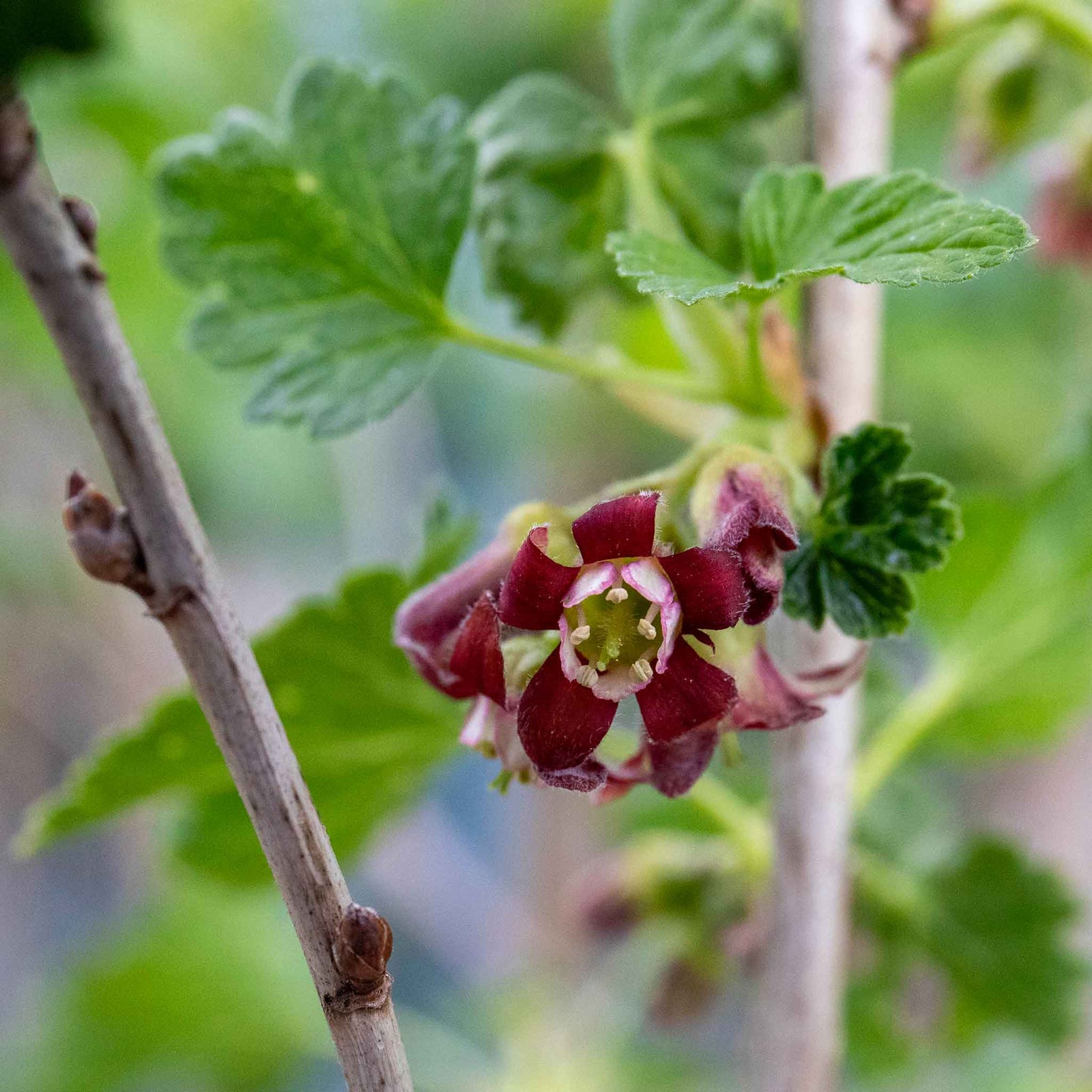 Jostaberry Standard Plant (spineless, Heavy-cropping Fruit Bush) | 1 x 2L