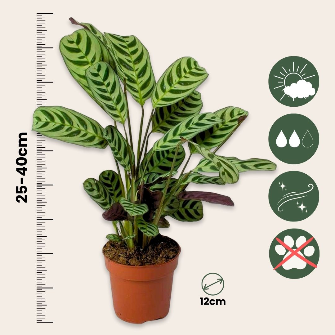 Never Never Plant - 4 Pcs. - Ctenanthe 'burle-marxii' - Height 25-40cm - ⌀12cm | Set-of-4 | Green