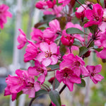 Malus 'liset' Dwarf Patio Crab Apple Tree | 1 x 5L | Rose Pink
