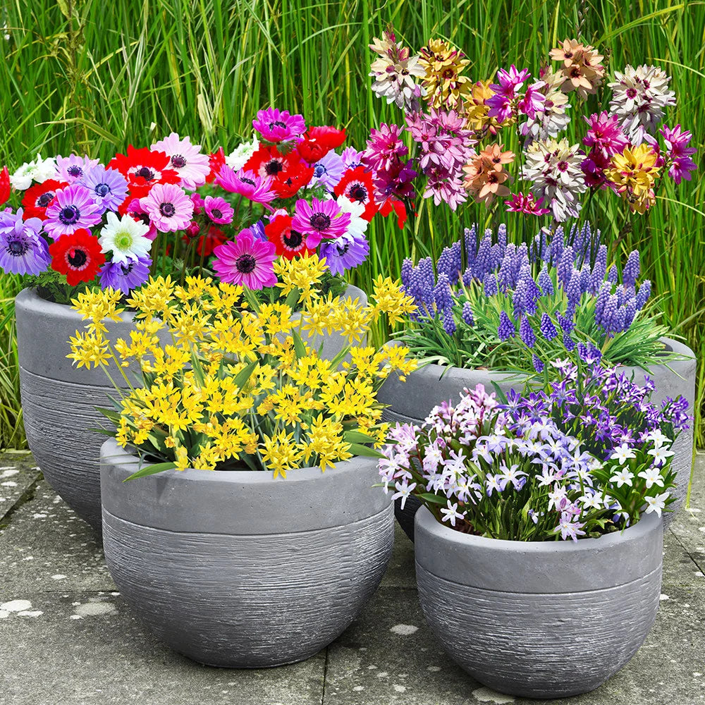 Bumper Spring Bulb Collection Bulbs | 800 x Bulbs