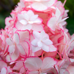 Hydrangea Macrophylla 'miss Saori' Double Pink-edged Mophead Shrub | 1 x 9cm | Pink