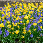 Dwarf Daffodil Tete A Tete | 20 x Bulbs | Yellow