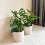 Mini Swiss Cheese Plant - 2 Pcs. - Monstera 'monkey Mask' - H25-30cm - ⌀12cm | Set of 2 | Green
