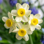 Daffodil 'minnow' Dwarf Fragrant Rhs Agm | 20 x Bulbs | Teal & Yellow