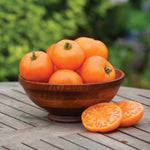 Tomato Seeds 'orange Wellington', Disease-resistant Rhs Award Winner | 12 Seeds