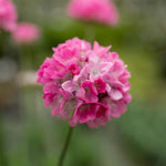 Armeria 'dreameria Daydream' Pink Pompom Perennial | 1 x 2L | Pink