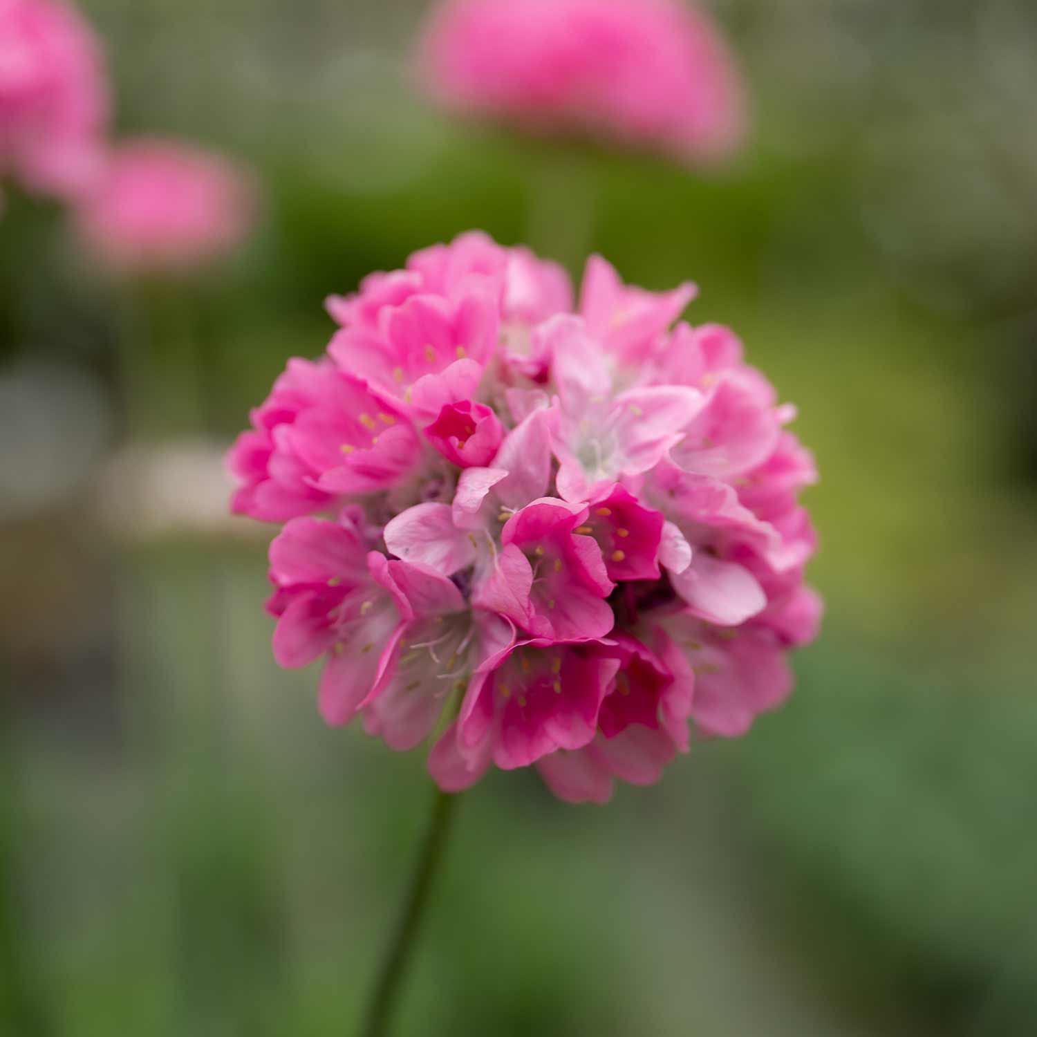 Armeria 'dreameria Daydream' Pink Pompom Perennial | 1 x 2L | Pink