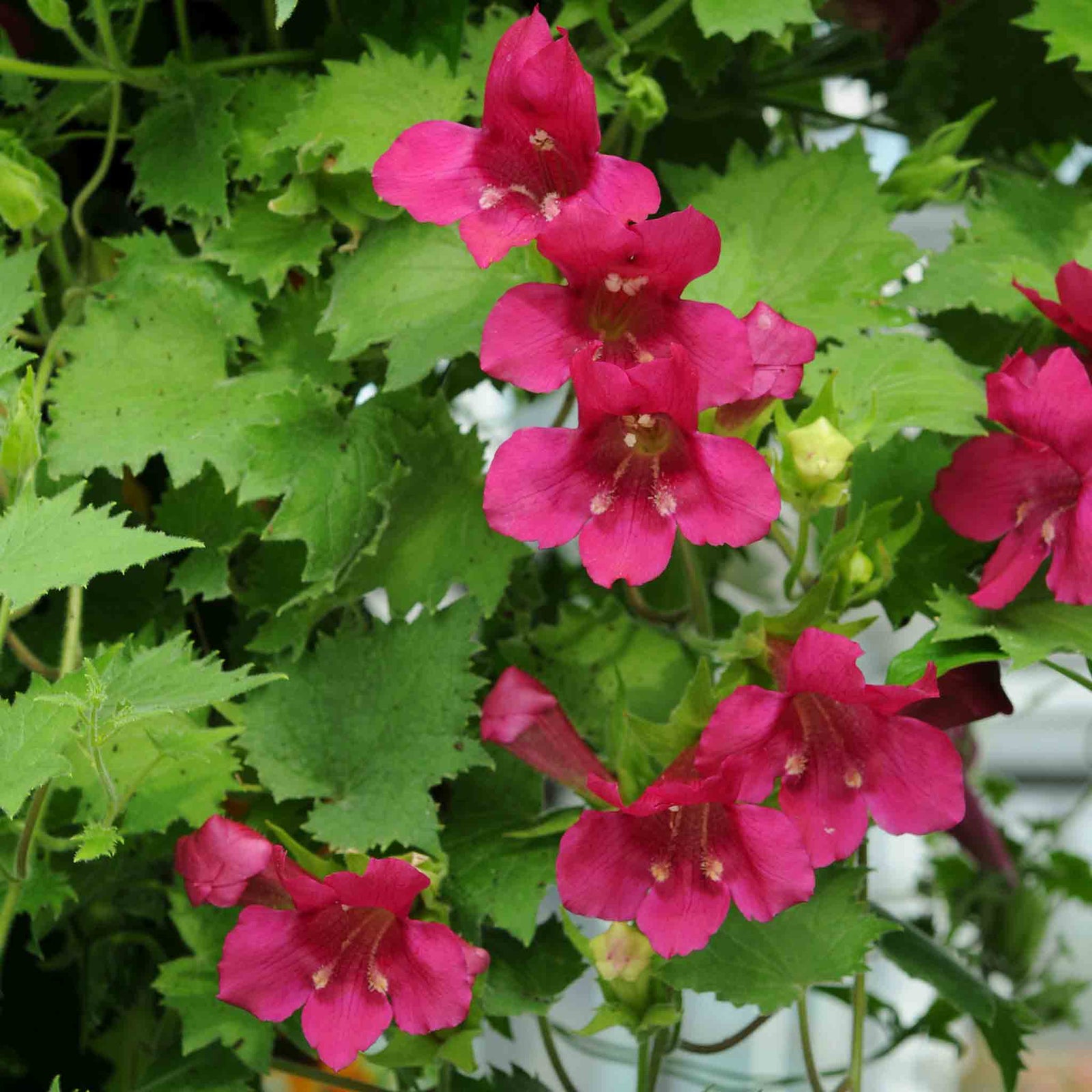 Lofos 'wine Red' Trailing Basket Plant | 12 x Plug Plants | Red