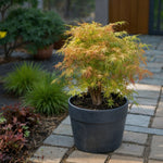 Japanese Maple - Acer Palmatum 'Katsura' - Height 60-70cm - ⌀19cm | Set of 1 | Orange