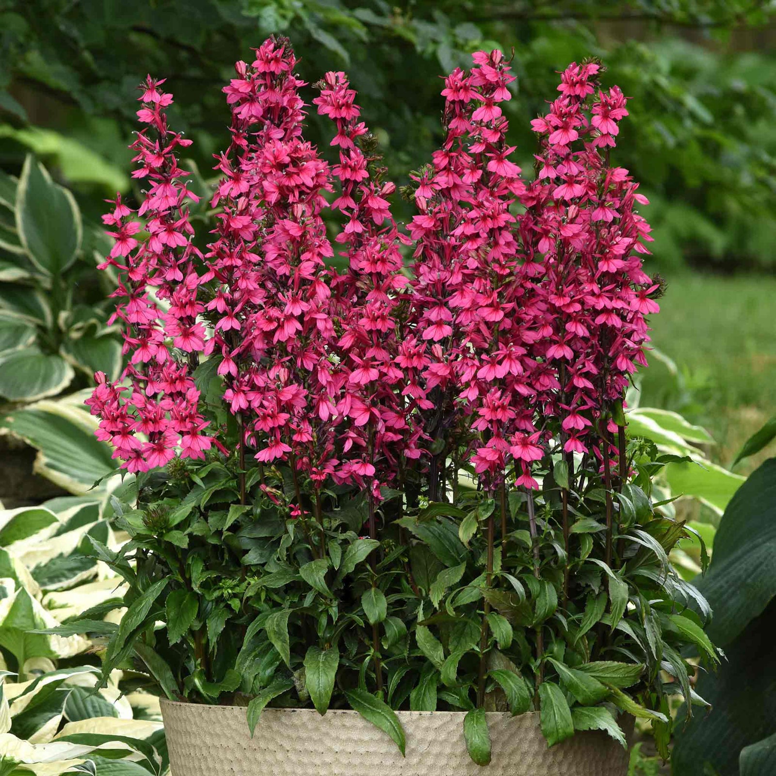 Lobelia 'starship Deep Rose' - Hardy Deep Pink Perennial | 6 x Jumbo Plugs | Pink