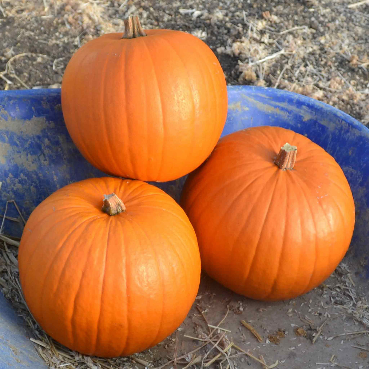 Harvest Moon Pumpkin | 8 Seeds
