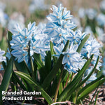 Russian Snowdrop Puschkinia Bulbs (size 05/06) | 200 x Bulbs