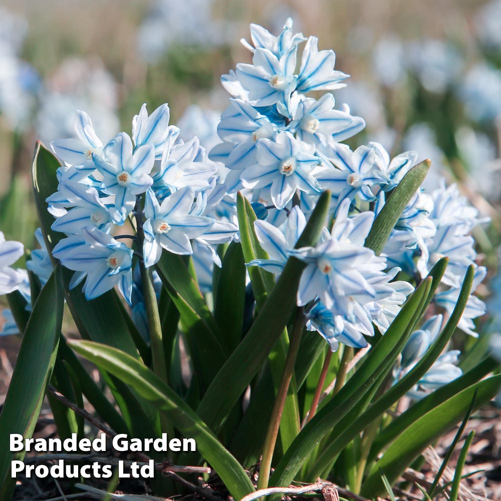 Russian Snowdrop Puschkinia Bulbs (size 05/06) | 200 x Bulbs