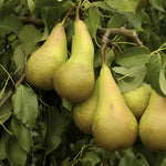 Pear Conference Fruit Tree 4-5ft Tall Supplied In A 5 Litre Pot