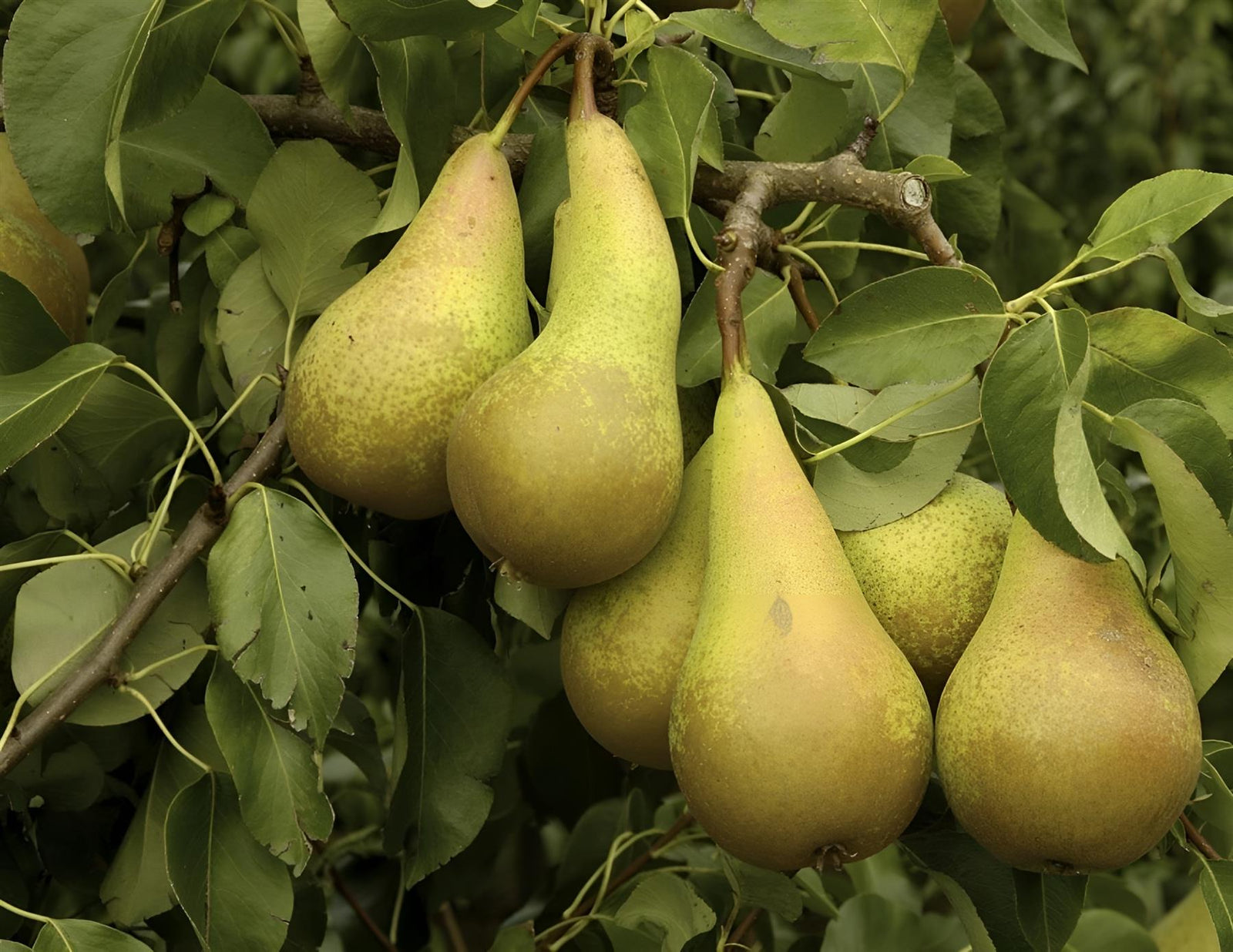 Pear Conference Fruit Tree 4-5ft Tall Supplied In A 5 Litre Pot