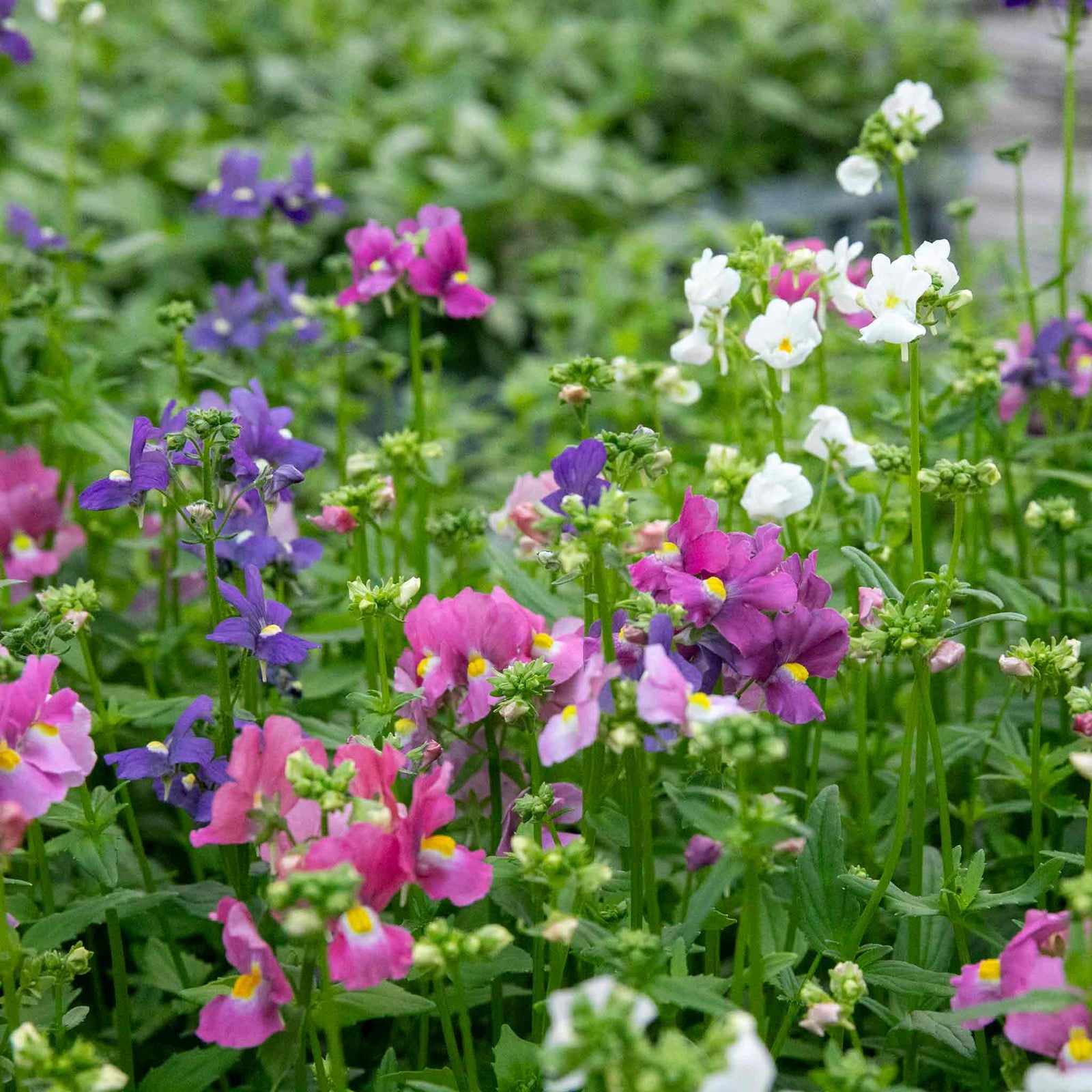 Nemesia Poetry Mix | 20 Seeds
