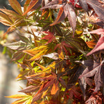 Acer Palmatum 'atropurpureum' - Purple-red Ornamental Tree | 1 x 3L | Burgundy