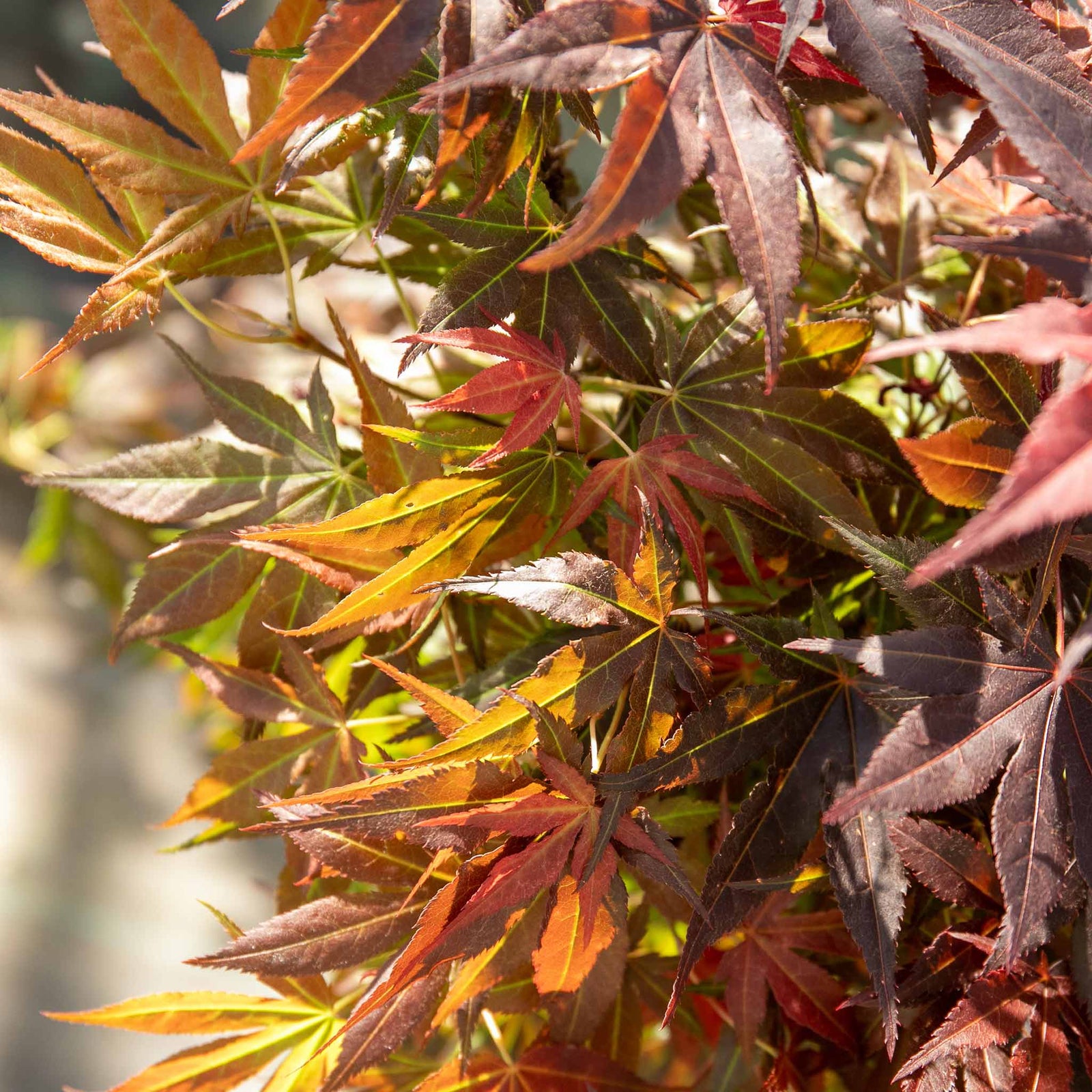 Acer Palmatum 'atropurpureum' - Purple-red Ornamental Tree | 1 x 3L | Burgundy