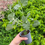 Lavatera x clementii 'Silver Barnsley'- 9cm pot | 1 x 9cm | Classic White